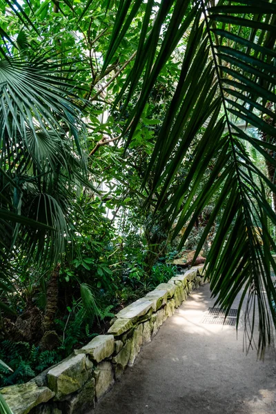 Arbres Tropicaux Plantes Dans Serre Botanique Jardin Palmiers Dans Une — Photo