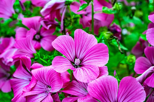 Lots Flowers Ashy Cranesbill Geranium Cinereum Pink Color Close — Stock Photo, Image
