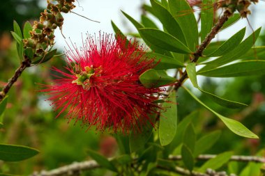 Çiçek açarken Callistemon türevi şişkinlik.