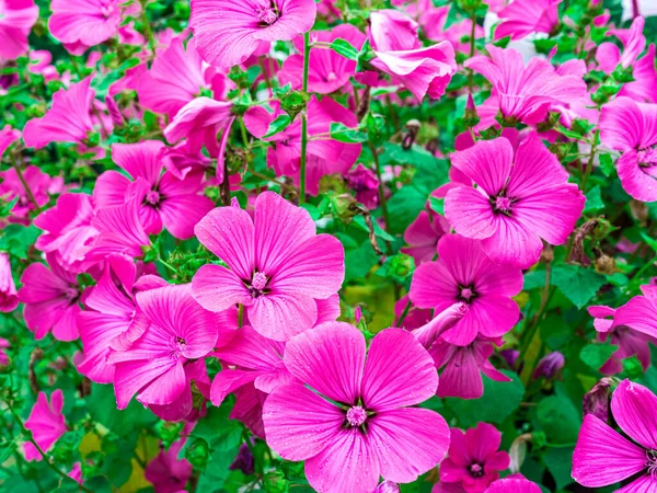 Many Flowers Ashy Cranesbill Geranium Cinereum Ballerina Pink Color Close — Stock Photo, Image