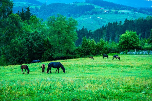 stock image Horses with foals graze on green hills in the Basque Country, Spain