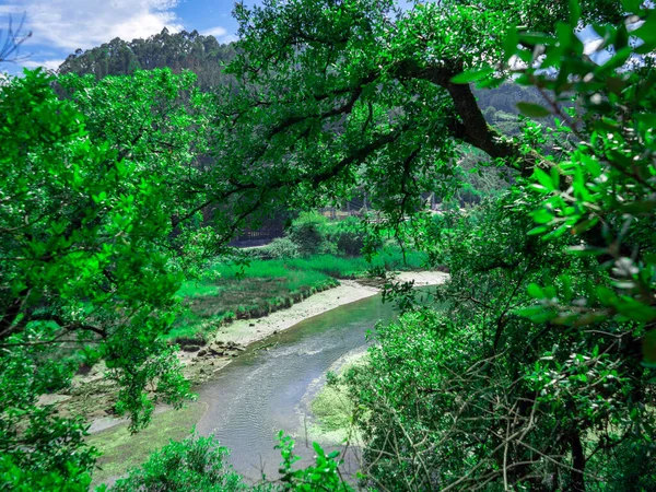 View of the green water of a shallow river through the branches of trees.