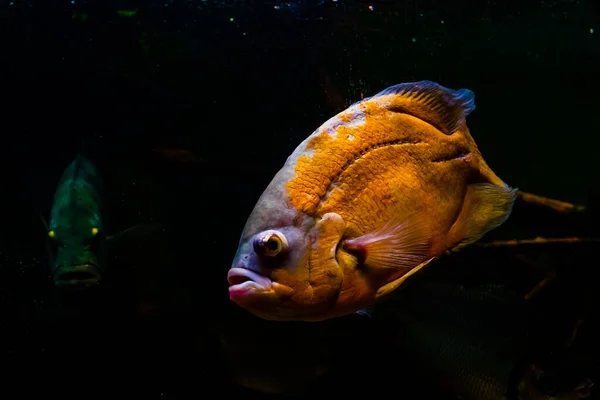 Ярко Желтая Рыба Черном Фоне — стоковое фото