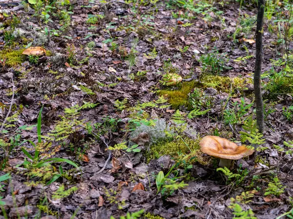 Prato Cogumelo Com Chapéu Amarelo Escuro Floresta Outono — Fotografia de Stock