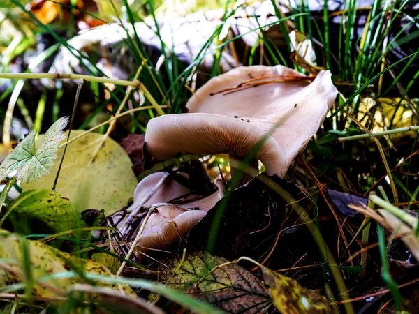 白色的层状蘑菇 生长在草丛中 — 图库照片