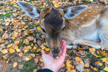 Benekli geyik insan elinden yiyor.