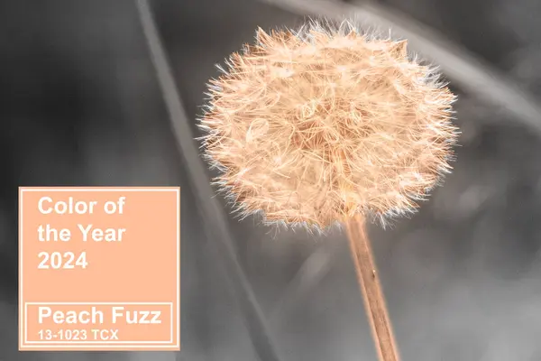Warna Tahun 2024 Peach Fuzz Stok Foto