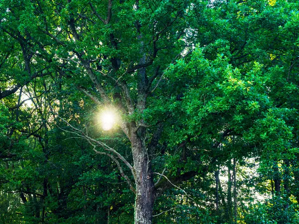 Sun Shining Through the Oak Tree Branches