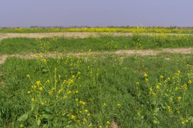 Tarlada çiçek açan hardal. Çiçek açarken hardal