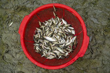 Kovada taze yakalanmış küçük bir balık.