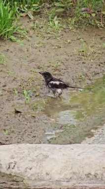 Copsychus saularis Bangladeş 'te bir su birikintisinde yıkanır.