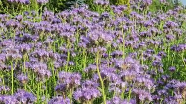 yaban arıları ve arılar safra tarlasından nektar topluyor.