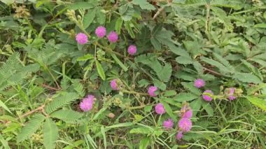 Mimosa pudica, bana dokunma. Parmaklarınla dokunduğunda yapraklar içe doğru katlanır..