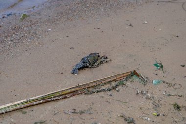 Kumlu sahilde ölü kerevit
