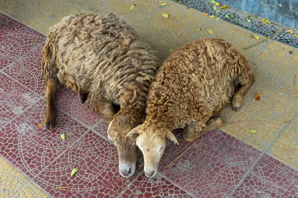 stock image Two sheep sleeping on the sidewalk, top view