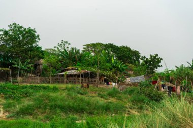 İneklerin otladığı köy evi ve yakınlarda tarım arazisi, Rajshahi Tümeni ve Bangladeş ile kurutulan çamaşırhane.