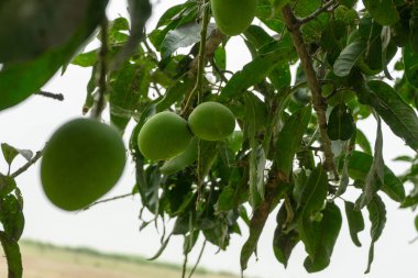 taze mango meyve ağacı üzerinde