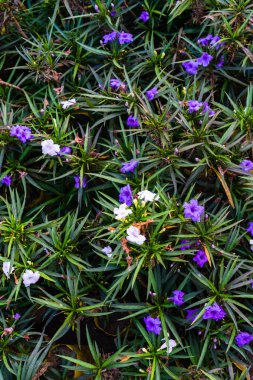 Violet Ruellia Simplex veya Brittons Vahşi Petunya veya Meksika petunyası veya Meksika BlueBell çiçeği