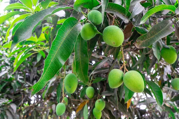 stock image Green fruit mangoes hanging on tree with lush leaves, showcasing tropical and fresh produce scene