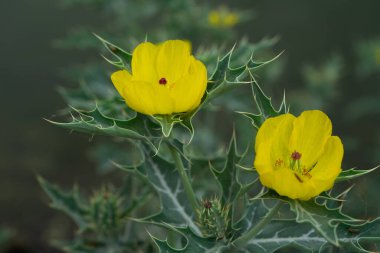 Argemone Mexicana sarı çiçek dikenli gelincik