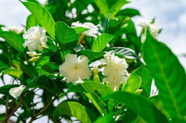 Yeşil arka planda beyaz çiçek Jasminum sambac