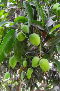 Green fruit mangoes hanging on tree with lush leaves, showcasing tropical and fresh produce scene clipart