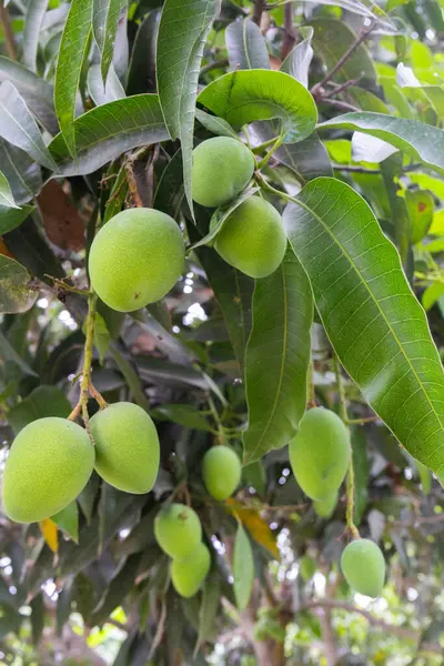 stock image Green fruit mangoes hanging on tree with lush leaves