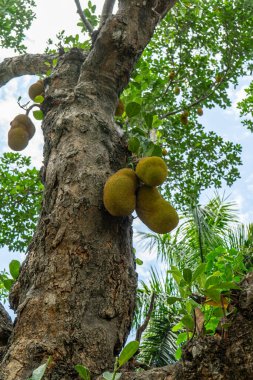Ağaç dalından sarkan olgun meyveler. artocarpus heterophyllus.