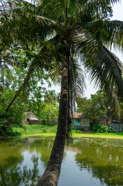 Göletin üzerindeki palmiye ağaçları