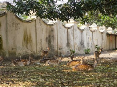 Benekli geyikler arkalarındaki kuru, yapraklı, yıpranmış duvarda tetikte bekliyor.