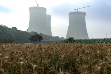 Ruppur Nükleer Santrali 'nin soğutucu kulelerinin yakınındaki çavdar tarlası. Rooppur, Bangladeş