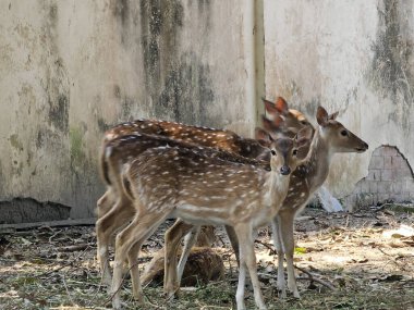 Parkta benekli geyik gördüm.