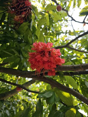 Brownea coccinea rose of Venezuela clipart