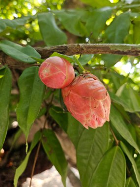 Venezuela 'nın çiçek açan gülü ya da Brownnea grandiceps çiçeği