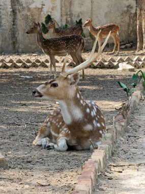Parkta benekli geyik. Bangladeş