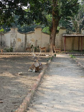 Parkta benekli geyik. Bangladeş