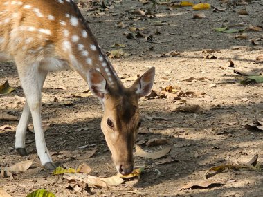 Parkta benekli geyik gördüm.