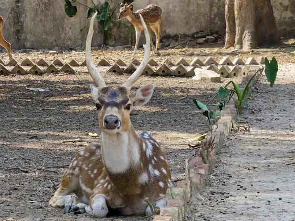 stock image Spotted deer in park. Bangladesh