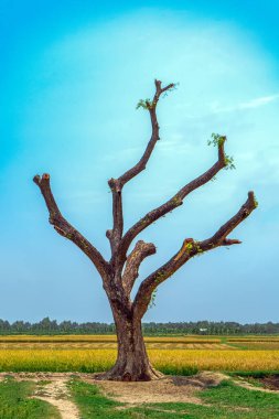 Yapraksız dallarla tek başına duran büyük ağaç, mavi gökyüzüne karşı.