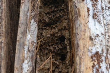 Terk edilmiş eşek arıları ağaç gövdesinin içine yuva yapar.