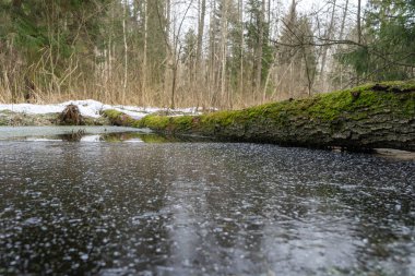 Yosun kaplı ağaç, kış ormanı deresinin üzerinde uzanıyor.