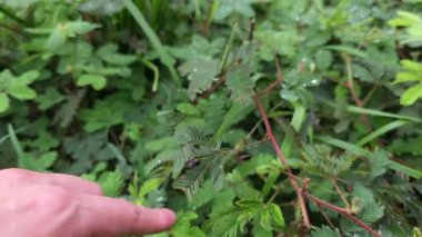 Mimosa pudica bitkisi dokunmak için tepki veriyor, insan parmağı dokunduğunda hassas yapraklar içe doğru katlanıyor, bitki savunma mekanizması