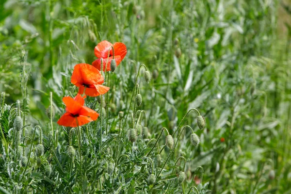 Moldova 'da bir tarlada haşhaş çiçekleri (Papaver rhoeas)