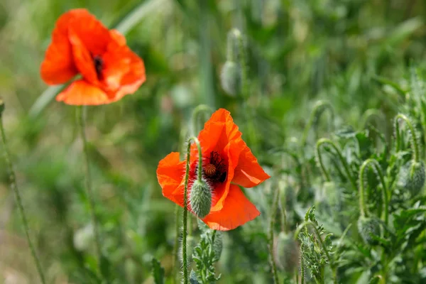 Moldova 'da bir tarlada haşhaş çiçekleri (Papaver rhoeas)