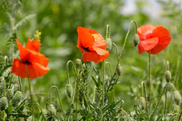 Moldova 'da bir tarlada haşhaş çiçekleri (Papaver rhoeas)