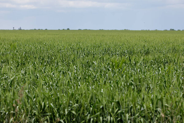 A green wheat field in Moldova