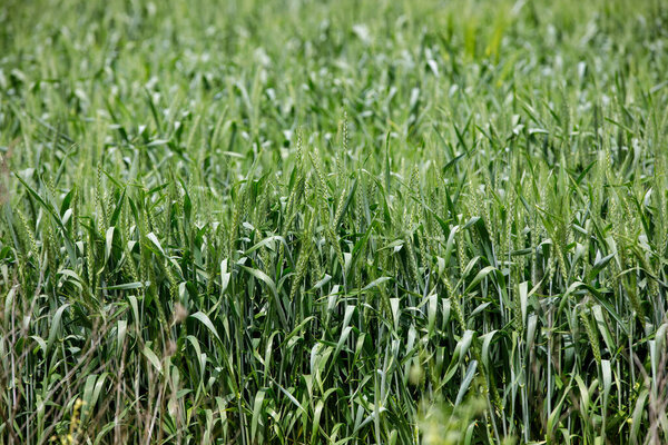 A green wheat field in Moldova