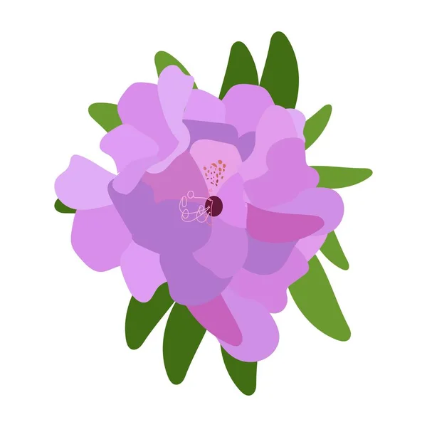Flor Púrpura Botánica Con Hojas Verdes Aisladas Stock Vector Ilustración — Archivo Imágenes Vectoriales