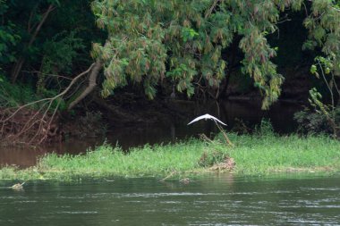 Close-up of a white egret balancing on a rope over the Tiete river in the interior of the State of Sao Paulo.