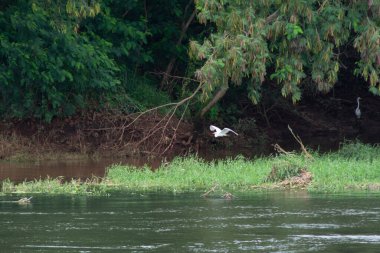 Close-up of a white egret balancing on a rope over the Tiete river in the interior of the State of Sao Paulo.